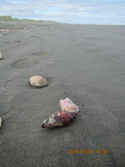 Notomegabalanus decorus