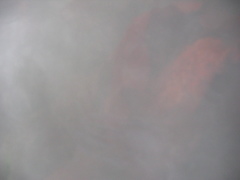 Bolinopsis microptera