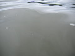 Bolinopsis microptera