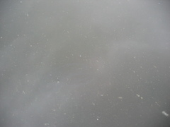 Bolinopsis microptera