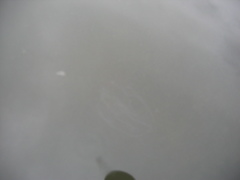 Bolinopsis microptera