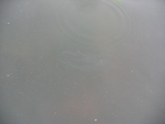 Bolinopsis microptera