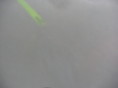 Bolinopsis microptera