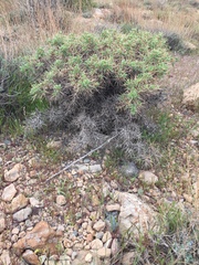 Astragalus