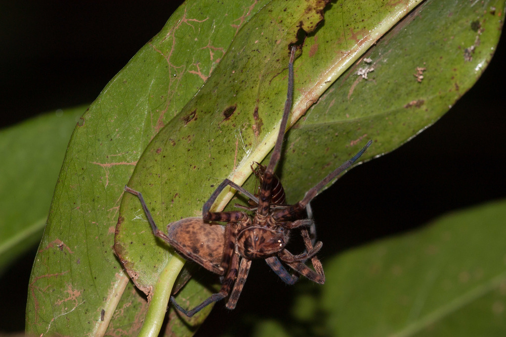 Heteropoda raveni