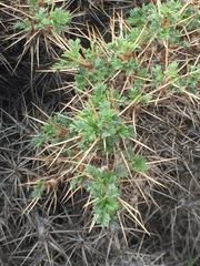 Astragalus