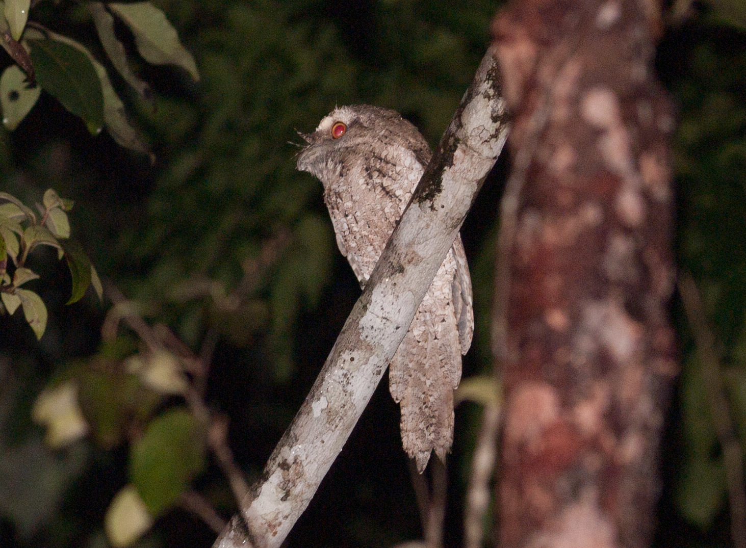 Marbled Frogmouth illustration