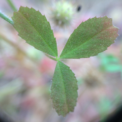 Trifolium microcephalum