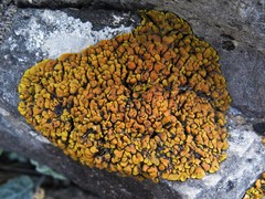 Xanthopsorella texana