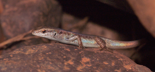 Carlia sexdentata