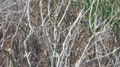 Geothlypis trichas