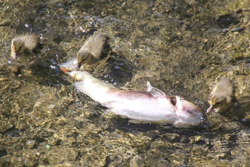 Brown Bullhead, Ithaca, NY, USA, photo 9 of 10