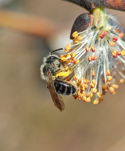 Andrena algida