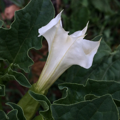 Datura ferox