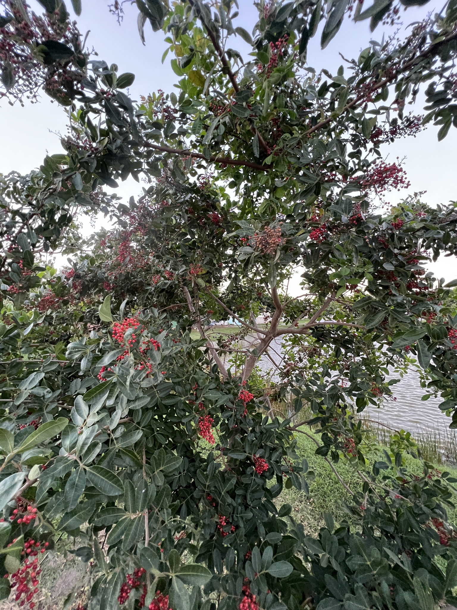 Schinus terebinthifolia