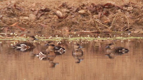 Wandering Whistling-duck