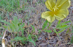 Oenothera grandis