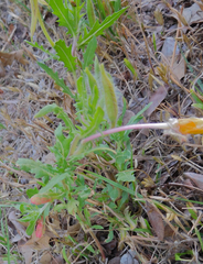 Oenothera grandis