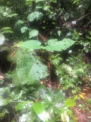 Dendrocnide cordifolia