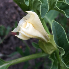 Datura ferox
