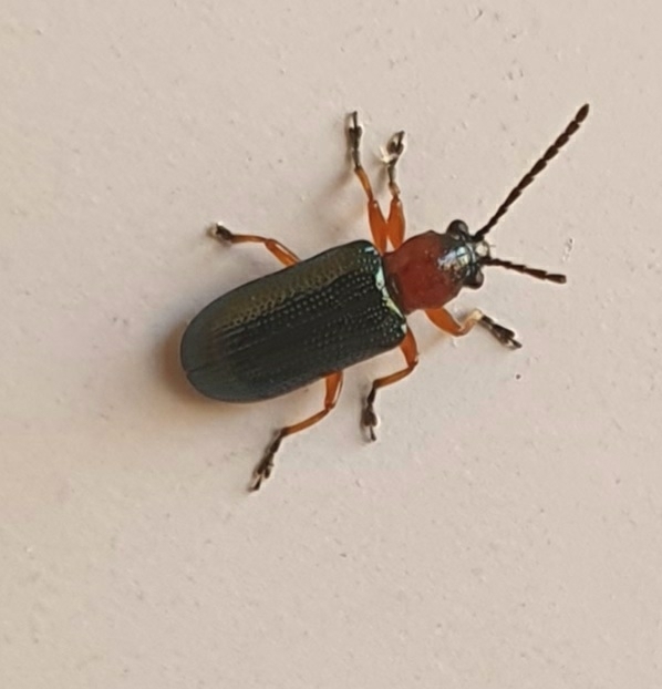 Oulema melanopus