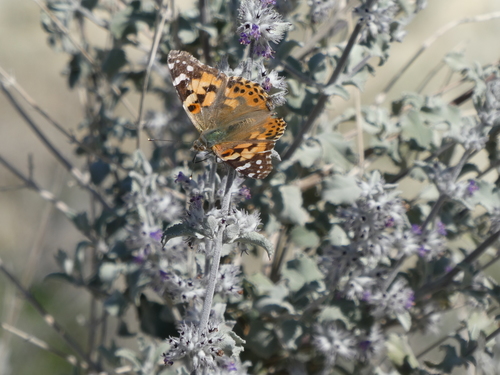 iNaturalist observation photo of Painted Lady