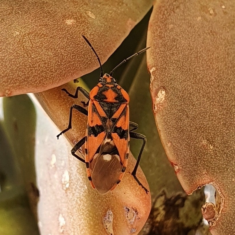 Ligia militare