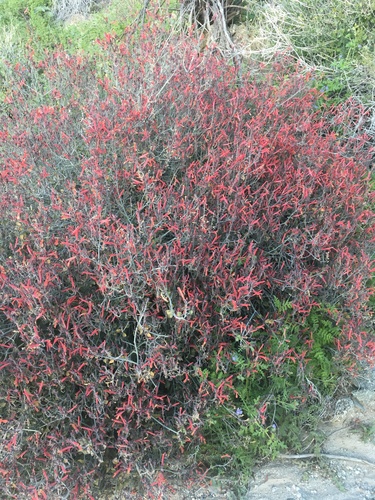 iNaturalist observation photo of chuparosa