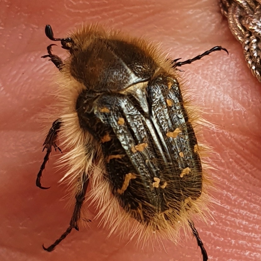 Scarabeo peloso mediterraneo
