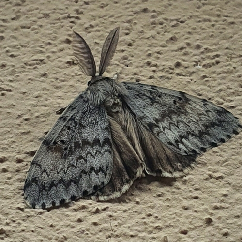 Schwammspinner