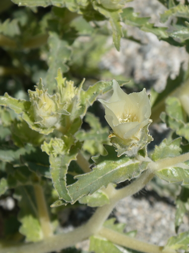 iNaturalist observation photo of sand blazingstar