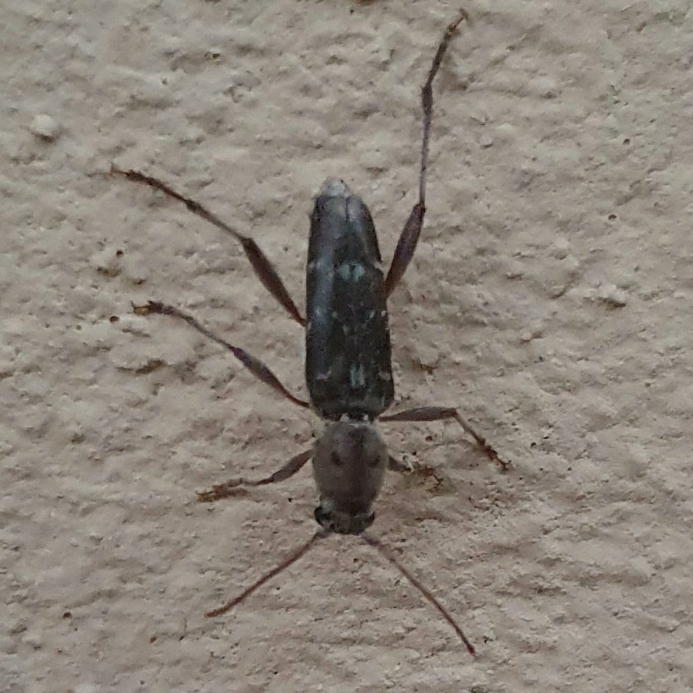 Xylotrechus stebbingi