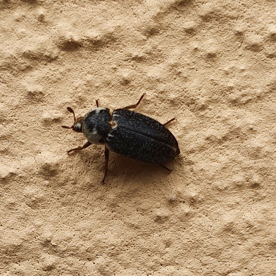 Fringed Larder Beetle