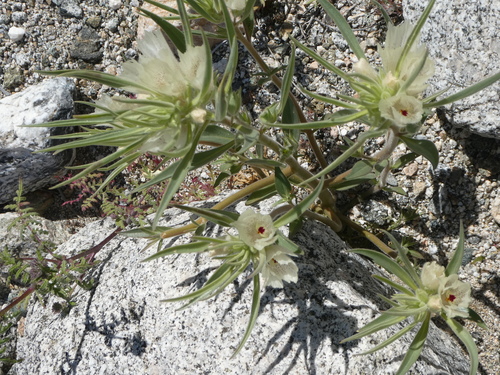 iNaturalist observation photo of ghost flower