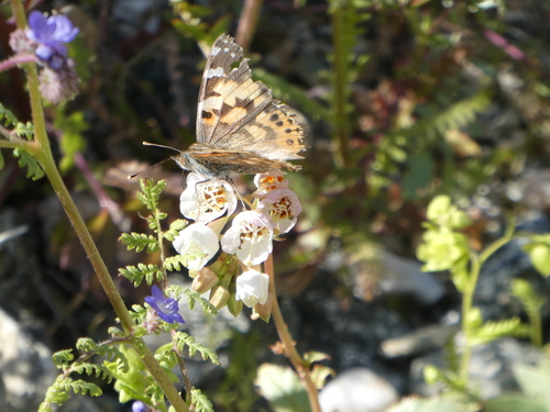 iNaturalist observation photo of Painted Lady