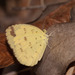 Scalloped Grass-Yellow - Photo (c) Rolf Lawrenz, some rights reserved (CC BY), uploaded by Rolf Lawrenz