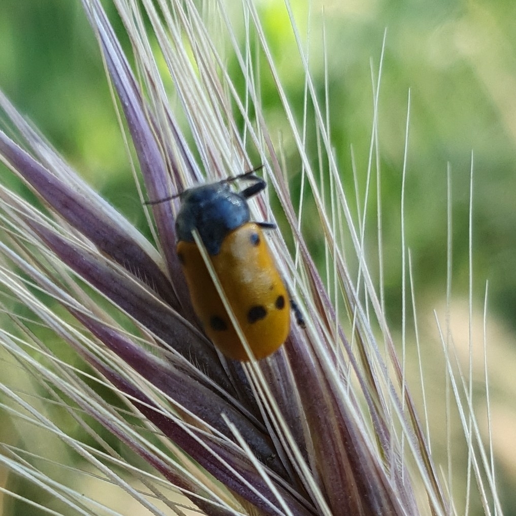 Lachnaia italica