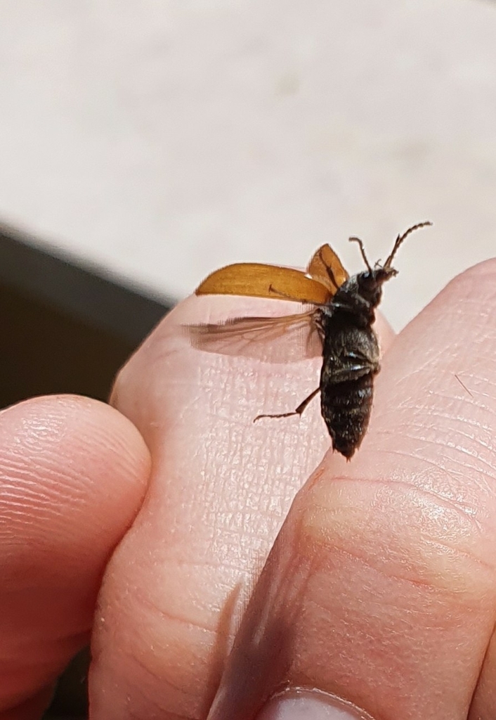 Megischia curvipes