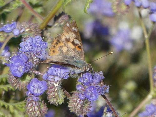 iNaturalist observation photo of Painted Lady
