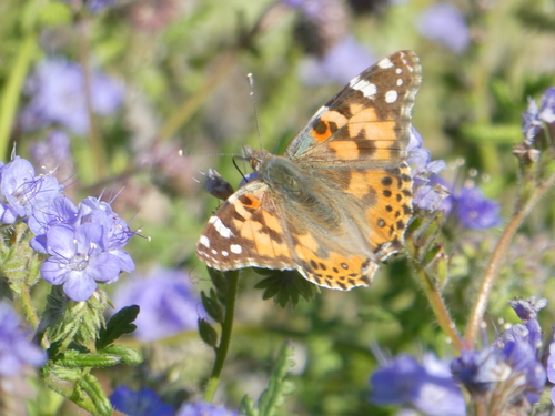 iNaturalist observation photo of Painted Lady