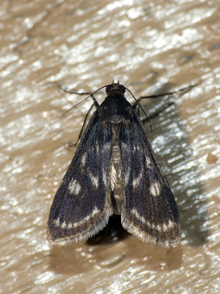 Araeomorpha limnophila