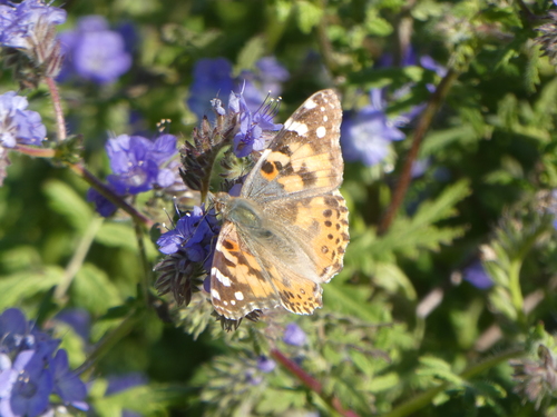 iNaturalist observation photo of Painted Lady