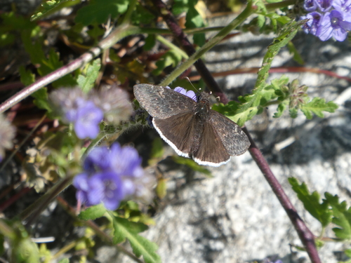iNaturalist observation photo of Funereal Duskywing