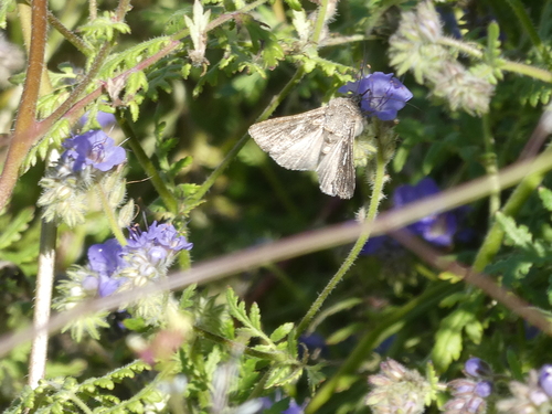 iNaturalist observation photo of Alfalfa Looper