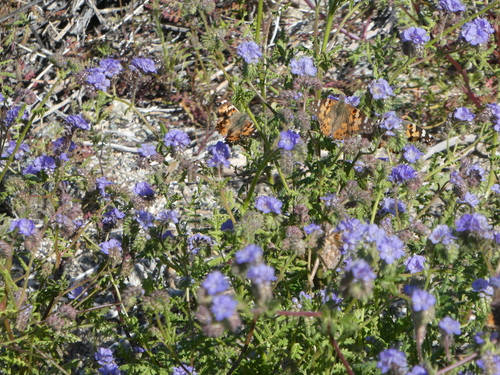 iNaturalist observation photo of Painted Lady