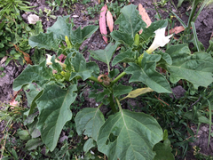 Datura ferox