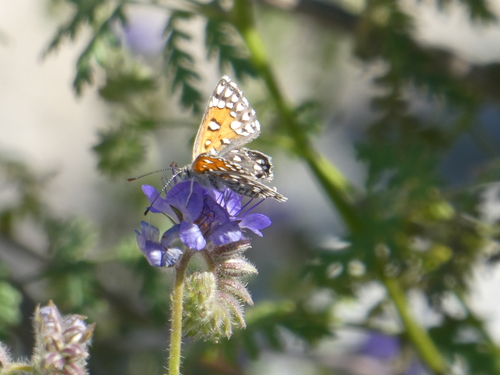 iNaturalist observation photo of Apodemia