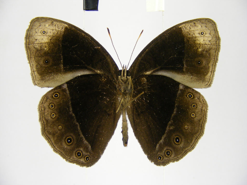 Bicyclus mollitia