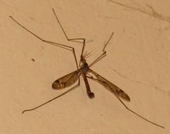 Tipulinae