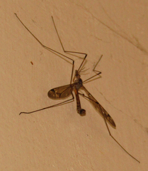 Tipulinae